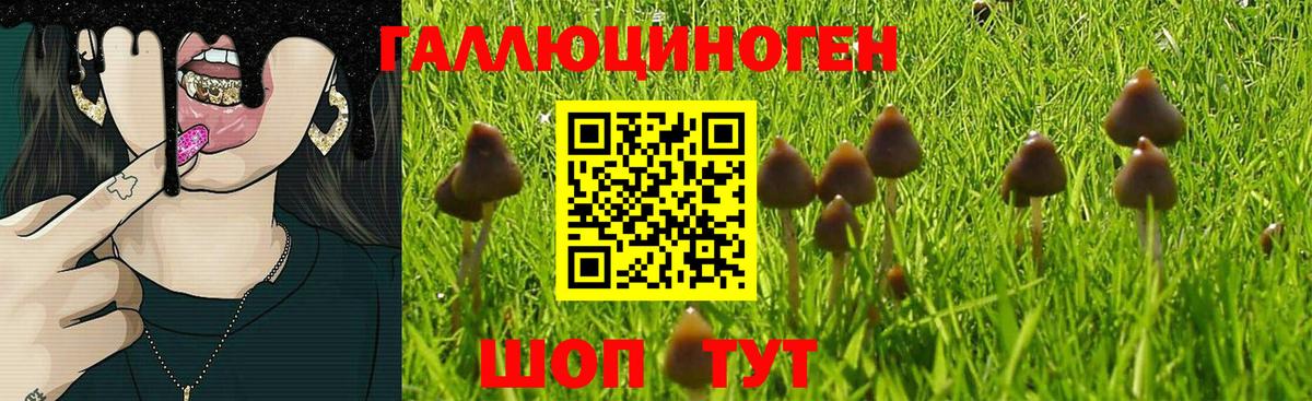Галлюциногенные грибы GOLDEN TEACHER  закладка  Грязи  Псилоцибиновые грибы прущие грибы 